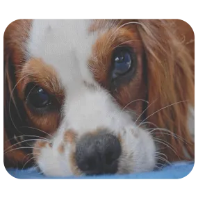 Cavalier King Charles Spaniel MousePad - Cute Sleeping Dog Eyes Mouse Mat